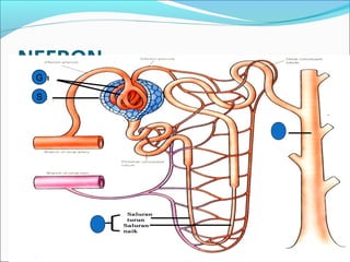 NEFRON
Ginjal.exe
G
S
 