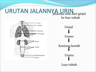 URUTAN JALANNYA URINJalannya urin dari ginjal
ke luar tubuh
Ginjal
Ureter
Kantung kemih
Uretra
Luar tubuh
 