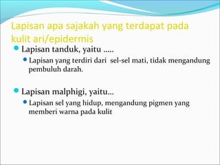 Lapisan apa sajakah yang terdapat pada
kulit ari/epidermis
Lapisan tanduk, yaitu …..
Lapisan yang terdiri dari sel-sel mati, tidak mengandung
pembuluh darah.
Lapisan malphigi, yaitu…
Lapisan sel yang hidup, mengandung pigmen yang
memberi warna pada kulit
 