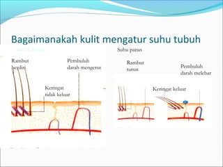 Bagaimanakah kulit mengatur suhu tubuh
Suhu dingin
Pembuluh
darah mengerut
Keringat
tidak keluar
Rambut
berdiri Pembuluh
darah melebar
Rambut
turun
Keringat keluar
Suhu panas
 