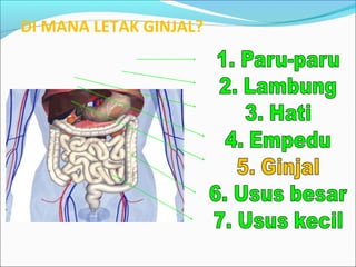 DI MANA LETAK GINJAL?
 