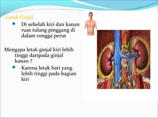 Letak Ginjal
 Di sebelah kiri dan kanan
ruas tulang pinggang di
dalam rongga perut
Mengapa letak ginjal kiri lebih
tinggi daripada ginjal
kanan ?
 Karena letak hati yang
lebih tinggi pada bagian
kiri
 