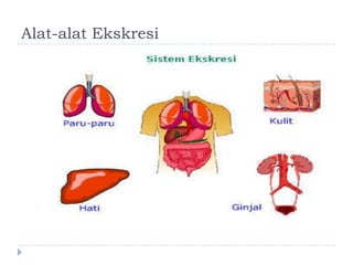 Salah satu organ pada manusia yang tidak mengeluarkan zat sisa dalam proses metabolisme adalah