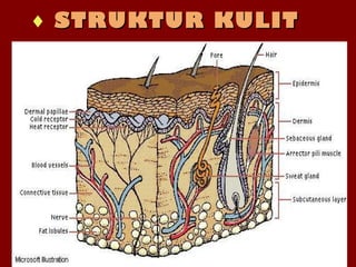 Oct 5, 2013Oct 5, 2013
♦ STRUKTUR KULITSTRUKTUR KULIT
 