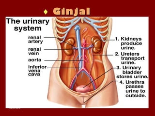Oct 5, 2013Oct 5, 2013
♦ GinjalGinjal
 