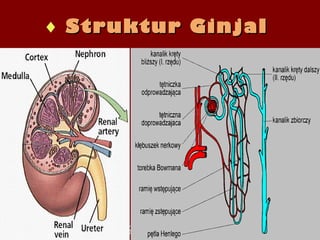 Disusun oleh : Dra. Ratna NirmalaDisusun oleh : Dra. Ratna Nirmala
SMA Negeri 1 JakartaSMA Negeri 1 Jakarta
Oct 5, 2013Oct 5, 2013
♦ Struktur GinjalStruktur Ginjal
 