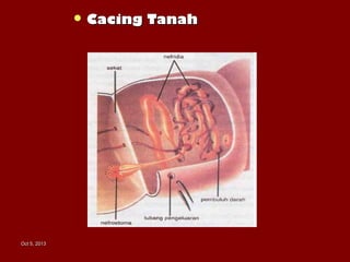 Oct 5, 2013Oct 5, 2013
 Cacing TanahCacing Tanah
 