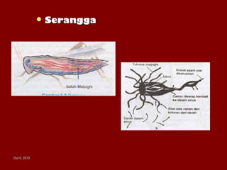 Oct 5, 2013Oct 5, 2013
 SeranggaSerangga
 