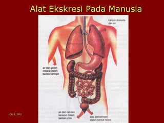 PINI QUARI ENTYPINI QUARI ENTYOct 5, 2013Oct 5, 2013
Alat Ekskresi Pada ManusiaAlat Ekskresi Pada Manusia
 