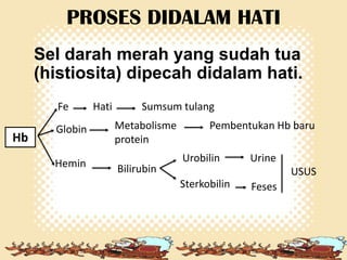 PROSES DIDALAM HATI
Sel darah merah yang sudah tua
(histiosita) dipecah didalam hati.
Fe

Hb

Globin
Hemin

Hati

Sumsum tulang
Metabolisme
protein
Bilirubin

Pembentukan Hb baru
Urobilin

Urine

USUS
Sterkobilin

Feses

 