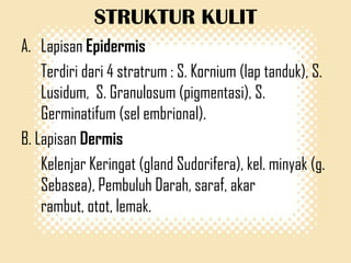 STRUKTUR KULIT
A. Lapisan Epidermis
Terdiri dari 4 stratrum : S. Kornium (lap tanduk), S.
Lusidum, S. Granulosum (pigmentasi), S.
Germinatifum (sel embrional).
B. Lapisan Dermis
Kelenjar Keringat (gland Sudorifera), kel. minyak (g.
Sebasea), Pembuluh Darah, saraf, akar
rambut, otot, lemak.

 