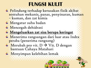 FUNGSI KULIT
Pelindung terhadap kerusakan fisik akibat
sentuhan mekanis, panas, penyinaran, kuman
– kuman, dan zat kimia
Mengatur suhu badan
Mencegah dehidrasi
Mengeluarkan zat sisa berupa keringat
Menerima rangsangan dari luar atau Indra
peraba (penerima rangsang)
Merubah pro vit. D  Vit. D dengan
bantuan Cahaya Matahari
Menyimpan kelebihan lemak

 