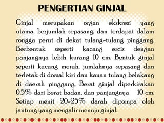 PENGERTIAN GINJAL
Ginjal merupakan organ ekskresi yang
utama, berjumlah sepasang, dan terdapat dalam
rongga perut di dekat tulang-tulang pinggang.
Berbentuk seperti kacang ercis dengan
panjangnya lebih kurang 10 cm. Bentuk ginjal
seperti kacang merah, jumlahnya sepasang dan
terletak di dorsal kiri dan kanan tulang belakang
di daerah pinggang. Berat ginjal diperkirakan
0,5% dari berat badan, dan panjangnya 10 cm.
Setiap menit 20-25% darah dipompa oleh
jantung yang mengalir menuju ginjal.

 
