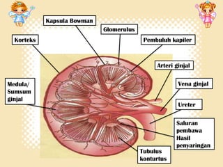 Kapsula Bowman
Glomerulus

Korteks

Pembuluh kapiler

Arteri ginjal
Vena ginjal

Medula/
Sumsum
ginjal

Ureter

Tubulus
konturtus

Saluran
pembawa
Hasil
penyaringan

 
