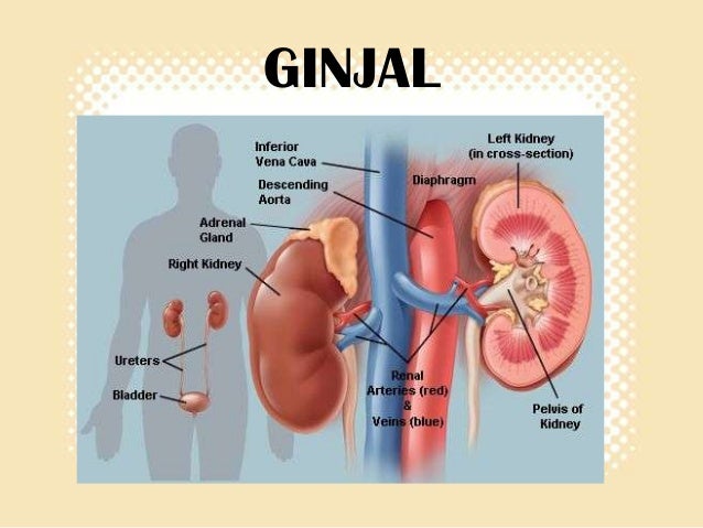 Download 770 Koleksi Gambar Ginjal Sepasang Paling Baru Gratis HD