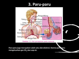 Hati merupakan salah satu alat eksresi yang menghasilkan