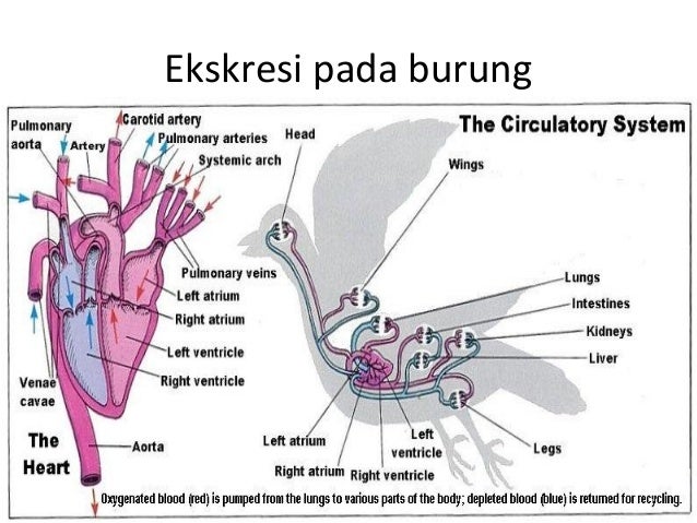 65 Gambar Sistem Ekskresi Cacing Pipih Terbaik 65 Gambar Sistem Ekskresi Cacing Pipih Terbaik