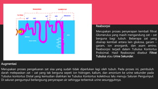 Reabsorpsi
Merupakan proses penyerapan kembali filtrat
Glomerulus yang masih mengandung zat – zat
berguna bagi tubuh. Beberapa zat yang
diserap kembali antara lain glukosa, garam –
garam, ion anorganik, dan asam amino.
Reabsorpsi terjadi dalam Tubulus Kontortus
Proksimal. Hasil Reabsorpsi disebut Filtrat
Tubulus atau Urine Sekunder.
Augmentasi
Merupakan proses pengeluaran zat sisa yang sudah tidak diperlukan lagi oleh tubuh. Pada proses ini, pembuluh
darah melepaskan zat – zat yang tak berguna sepeti ion hidrogen, kalium, dan amonium ke urine sekunder pada
Tubulus kontortus Distal yang kemudian dialirkan ke Tubulus Kontortus kolektivus lalu menuju Saluran Pengumpul.
Di saluran pengumpul berlangsung penyerapan air sehingga terbentuk urine sesungguhnya.
 