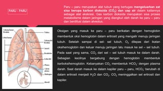 PARU - PARU
Paru – paru merupakan alat tubuh yang bertugas mengeluarkan zat
sisa berupa karbon dioksida (CO2) dan uap air dalam kaitannya
sebagai alat ekskresi. Gas karbon dioksida merupakan sisa proses
metabolisme dalam jaringan yang diangkut oleh darah ke paru – paru
dan berdifusi dalam alveolus.
Oksigen yang masuk ke paru – paru berikatan dengan hemoglobin
membentuk oksi hemoglobin dalam eritrosit yang mengalir menuju jaringan
tubuh. Setelah sampai di sel- sel tubuh, O2 dilepas dari ikatan
oksihemoglobin dan keluar menuju jaringan lalu masuk ke sel – sel tubuh.
Pada saat yang sama, CO2 dari sel – sel tubuh masuk ke dalam darah.
Sebagian kecilnya bergabung dengan hemoglobin membentuk
karboksihemoglobin. Kebanyakan CO2 membentuk HCO3
- dengan plasma
darah. Saat darah masuk ke dalam kapiler paru – paru, HCO3
- berubah di
dalam eritrosit menjadi H2O dan CO2. CO2 meninggalkan sel eritrosit dan
kapiler.
 