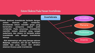SistemEkskresi Pada Hewan Invertebrata
Sistem ekskresi invertebrata berbeda dengan
sistem ekskresi pada vertebrata.
Invertebrata belum memiliki ginjal yang
berstruktur sempurna seperti pada
vertebrata. Pada umumnya, invertebrata
memiliki sistem ekskresi yang sangat
sederhana, dan sistem ini berbeda antara
invertebrata satu dengan invertebrata
lainnya.
Alat ekskresinya ada yang berupa saluran
Malphigi, nefridium, dan sel api. Nefridium
adalah tipe yang umum dari struktur
ekskresi khusus pada invertebrata
Invertebrata
Protozoa
Planaria
Annelida
Insecta
 