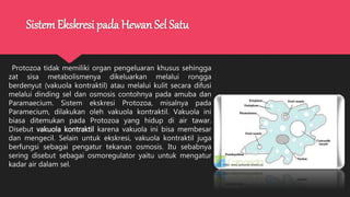 SistemEkskresi pada Hewan Sel Satu
Protozoa tidak memiliki organ pengeluaran khusus sehingga
zat sisa metabolismenya dikeluarkan melalui rongga
berdenyut (vakuola kontraktil) atau melalui kulit secara difusi
melalui dinding sel dan osmosis contohnya pada amuba dan
Paramaecium. Sistem ekskresi Protozoa, misalnya pada
Paramecium, dilakukan oleh vakuola kontraktil. Vakuola ini
biasa ditemukan pada Protozoa yang hidup di air tawar.
Disebut vakuola kontraktil karena vakuola ini bisa membesar
dan mengecil. Selain untuk ekskresi, vakuola kontraktil juga
berfungsi sebagai pengatur tekanan osmosis. Itu sebabnya
sering disebut sebagai osmoregulator yaitu untuk mengatur
kadar air dalam sel.
 