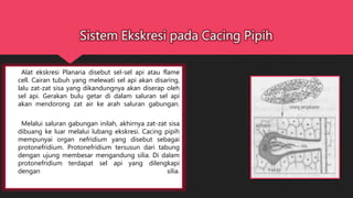 Alat ekskresi Planaria disebut sel-sel api atau flame
cell. Cairan tubuh yang melewati sel api akan disaring,
lalu zat-zat sisa yang dikandungnya akan diserap oleh
sel api. Gerakan bulu getar di dalam saluran sel api
akan mendorong zat air ke arah saluran gabungan.
Melalui saluran gabungan inilah, akhirnya zat-zat sisa
dibuang ke luar melalui lubang ekskresi. Cacing pipih
mempunyai organ nefridium yang disebut sebagai
protonefridium. Protonefridium tersusun dari tabung
dengan ujung membesar mengandung silia. Di dalam
protonefridium terdapat sel api yang dilengkapi
dengan silia.
 