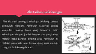 Alat Ekskresi pada Serangga
Alat ekskresi serangga, misalnya belalang, berupa
pembuluh malpighi. Pembuluh Malphigi berupa
kumpulan benang halus yang berwarna putih
kekuningan dengan jumlah banyak dan pangkalnya
melekat pada pangkal dinding usus. Pembuluh ini
melekat pada satu atau kedua ujung usus menuju
rongga tubuh ke segala arah
 