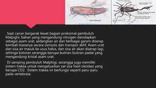 Saat cairan bergerak lewat bagian proksimal pembuluh
Malpighi, bahan yang mengandung nitrogen diendapkan
sebagai asam urat, sedangkan air dan berbagai garam diserap
kembali biasanya secara osmosis dan transpor aktif. Asam urat
dan sisa air masuk ke usus halus, dan sisa air akan diserap lagi,
sehinga kotoran serangga berupa butiran-butiran padat yang
mengandung kristal asam urat.
Di samping pembuluh Malphigi, serangga juga memiliki
sistem trakea untuk mengeluarkan zat sisa hasil oksidasi yang
berupa CO2. Sistem trakea ini berfungsi seperti paru-paru
pada vertebrata.
 