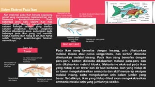 SistemEkskresi Pada Ikan
Alat ekskresi pada ikan berupa sepasang
ginjal yang memanjang (opistonefros) dan
berwarna kemerah-merahan. Pada
beberapa jenis ikan, seperti ikan mas
saluran ginjal (kemih) menyatu dengan
saluran kelenjar kelamin yang disebut
saluran urogenital. Saluran urogenital
terletak dibelakang anus, sedangkan pada
beberapa jenis ikan yang lain memiliki
kloaka. Karena ikan hidup di air, ikan harus
selalu menjaga keseimbangan tekanan
osmotiknya.
Pada ikan yang bernafas dengan insang, urin dikeluarkan
melalui kloaka atau porus urogenitalis, dan karbon dioksida
dikeluarkan melalui insang. Pada ikan yang bernafas dengan
paru-paru, karbon dioksida dikeluarkan melalui paru-paru dan
urin dikeluarkan melalui kloaka. Mekanisme ekskresi pada ikan
yang hidup di air tawar dan air laut berbeda. Ikan yang hidup di
air tawar mengekskresikan ammonia dan aktif menyerap oksigen
melalui insang, serta mengeluarkan urin dalam jumlah yang
besar. Sebaliknya, ikan yang hidup dilaut akan mengekskresikan
ammonia melalui urin yang jumlahnya sedikit.
Mendapatkan air
dan garam dari
makanan
Air masuk secara osmosis
lewat permukaan
tubuhnya
Mineral diikat
oleh insang
Ekskresi urin banyak
dan lebih encer
Ikan Air
Tawar
Meperoleh air dan
garam mineral dengan
Banyak minum air laut
Air keluar lewat permukaan tubuh
dan lewat insang
Kelebihan garam
Dibuang lewat
insang
Ekskresi urin yang pekat
dan sedikit
Ikan Air Laut
 
