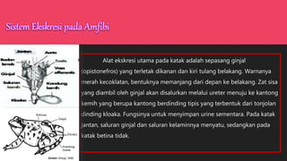 Alat ekskresi utama pada katak adalah sepasang ginjal
(opistonefros) yang terletak dikanan dan kiri tulang belakang. Warnanya
merah kecoklatan, bentuknya memanjang dari depan ke belakang. Zat sisa
yang diambil oleh ginjal akan disalurkan melalui ureter menuju ke kantong
kemih yang berupa kantong berdinding tipis yang terbentuk dari tonjolan
dinding kloaka. Fungsinya untuk menyimpan urine sementara. Pada katak
jantan, saluran ginjal dan saluran kelaminnya menyatu, sedangkan pada
katak betina tidak.
 