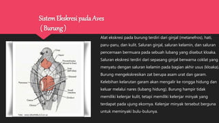 Sistem Ekskresi pada Aves
( Burung )
Alat ekskresi pada burung terdiri dari ginjal (metanefros), hati,
paru-paru, dan kulit. Saluran ginjal, saluran kelamin, dan saluran
pencernaan bermuara pada sebuah lubang yang disebut kloaka.
Saluran ekskresi terdiri dari sepasang ginjal berwarna coklat yang
menyatu dengan saluran kelamin pada bagian akhir usus (kloaka).
Burung mengekskresikan zat berupa asam urat dan garam.
Kelebihan kelarutan garam akan mengalir ke rongga hidung dan
keluar melalui nares (lubang hidung). Burung hampir tidak
memiliki kelenjar kulit, tetapi memiliki kelenjar minyak yang
terdapat pada ujung ekornya. Kelenjar minyak tersebut berguna
untuk meminyaki bulu-bulunya.
 