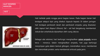 ALAT EKSKRESI
MANUSIA
HATI
Hati terletak pada rongga perut bagian kanan. Pada bagian kanan hati
terdapat selaput tipis yang disebut kapsula hepatis. Di dalam jaringan
hati terdapat pembuluh darah dan pembuluh empedu yang disatukan
oleh kapsul hati (Kapsul Glisson). Sel – sel hati bergabung membentuk
lobula dan antarlobula dipisahkan oleh ruang lakuna.
Sebagai alat ekskresi, hati berfungsi menghasilkan cairan empedu secara
terus – menerus. Selain menghasilkan empedu, hati juga berfungsi
menyimpan gula dalam bentuk glikogen, menetralkan racun, membentuk
dan merombak protein, serta membentuk eritrosit pada janin.
 