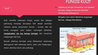 KULIT
Kulit memiliki beberapa fungsi, antara lain sebagai
pelindung terhadap kerusakan fisik akibat sentuhan
mekanis, panas, penyinaran, kuman – kuman, dan zat
kimia; mengatur suhu badan; mencegah dehidrasi;
mengeluarkan zat sisa berupa keringat; dan menerima
rangsangan dari luar.
Banyak tidaknya keringat yang dikeluarkan seseorang
dipengaruhi oleh beberapa faktor, yaitu suhu lingkungan,
emosi, aktivitas tubuh, dan psikologi.
FUNGSI KULIT
Melindungi jaringan dibawahnya (dari gesekan,
benturan, cahaya, kuman dan zat kimia)
,Mengurangi kehilangan air
Mengatur suhu tubuh, Menerima rangsangan
dari luar , Sebagai Alat ekskresi
 