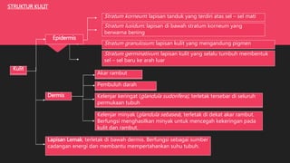 STRUKTUR KULIT
Kulit
Epidermis
Stratum korneum: lapisan tanduk yang terdiri atas sel – sel mati
Stratum lusidum: lapisan di bawah stratum korneum yang
berwarna bening
Stratum granulosum: lapisan kulit yang mengandung pigmen
Stratum germinativum: lapisan kulit yang selalu tumbuh
membentuk sel – sel baru ke arah luar
Dermis
Akar rambut
Pembuluh darah
Kelenjar keringat (glandula sudorifera), terletak tersebar di seluruh
permukaan tubuh
Kelenjar minyak (glandula sebasea), terletak di dekat akar rambut.
Berfungsi menghasilkan minyak untuk mencegah kekeringan pada
kulit dan rambut.
Lapisan Lemak, terletak di bawah dermis. Berfungsi sebagai sumber
cadangan energi dan membantu mempertahankan suhu tubuh.
Kulit
Stratum germinativum: lapisan kulit yang selalu tumbuh membentuk
sel – sel baru ke arah luar
Akar rambut
Pembuluh darah
Kelenjar keringat (glandula sudorifera), terletak tersebar di seluruh
permukaan tubuh
 