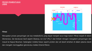 PROSES PEMBENTUKAN
URINE
Filtrasi
Merupakan proses penyaringan zat sisa metabolisme yang dapat menjadi racun bagi tubuh. Filtrasi terjadi di dalam
Glomerulus. Zat berukuran kecil seperti Glukosa, ion (Ca2+,PO4
3-) dan limbah nitrogen mengalami penyaringan dan
masuk ke Kapsul Bowman. Sedangkan molekul besar seperti protein dan sel darah tertahan di dalam plasma darah
dan mengalir meninggalkan glomerulus melalui Erteriol Eferen.
 