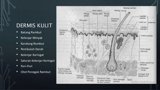Faktor Yang Mempengaruhi Pengeluaran Keringat Hal