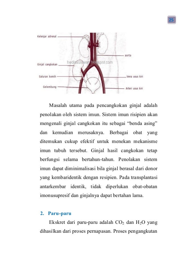 Sistem Ekskresi 43196981