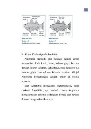 46 Jelaskan Mekanisme Ekskresi Pada Ikan Air Tawar Dan Ikan Air Laut Gratis Terbaik