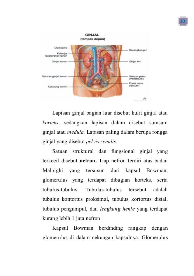 Ppt Sistem Ekskresi Nihayatu Thoyyibah