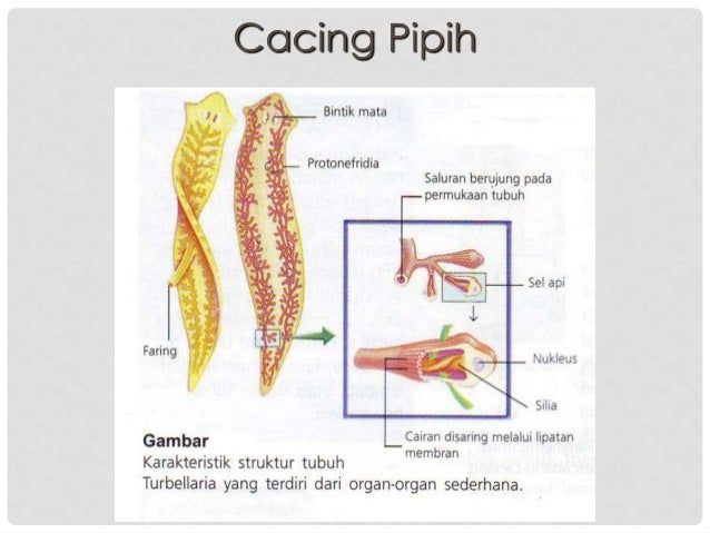 65 Gambar Sistem Ekskresi Cacing Pipih Terbaik 65 Gambar Sistem Ekskresi Cacing Pipih Terbaik