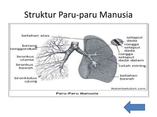 Struktur Paru-paru Manusia
 