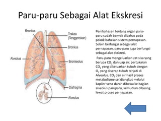 Paru-paru Sebagai Alat Ekskresi
Pembahasan tentang organ paru-
paru sudah banyak dibahas pada
pokok bahasan sistem pernapasan.
Selain berfungsi sebagai alat
pernapasan, paru-paru juga berfungsi
sebagai alat ekskresi.
Paru-paru mengeluarkan zat sisa yang
berupa CO2 dan uap air. pertukaran
CO2 yang dikeluarkan tubuh dengan
O2 yang diserap tubuh terjadi di
Alveolus. CO2 dan air hasil proses
metabolisme sel diangkut melalui
kapiler vena darah dibawa ke bagian
alveolus paruparu, kemudian dibuang
lewat proses pernapasan.
 