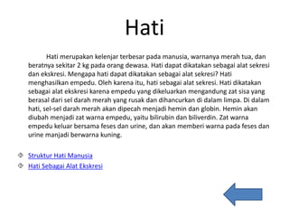 Hati
Hati merupakan kelenjar terbesar pada manusia, warnanya merah tua, dan
beratnya sekitar 2 kg pada orang dewasa. Hati dapat dikatakan sebagai alat sekresi
dan ekskresi. Mengapa hati dapat dikatakan sebagai alat sekresi? Hati
menghasilkan empedu. Oleh karena itu, hati sebagai alat sekresi. Hati dikatakan
sebagai alat ekskresi karena empedu yang dikeluarkan mengandung zat sisa yang
berasal dari sel darah merah yang rusak dan dihancurkan di dalam limpa. Di dalam
hati, sel-sel darah merah akan dipecah menjadi hemin dan globin. Hemin akan
diubah menjadi zat warna empedu, yaitu bilirubin dan biliverdin. Zat warna
empedu keluar bersama feses dan urine, dan akan memberi warna pada feses dan
urine manjadi berwarna kuning.
 Struktur Hati Manusia
 Hati Sebagai Alat Ekskresi
 