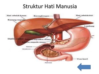 Struktur Hati Manusia
 