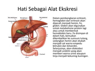 Hati Sebagai Alat Ekskresi
Dalam pembongkaran eritrosit,
hemoglobin dari eritrosit akan
dipecah menjadi hemin, Fe,
globin. Globin akan digunakan
untuk metabolisme protein lagi
atau untuk membentuk
hemoblobin baru. Fe disimpan di
dalam hati, kemudian
dikembalikan ke sumsum tulang,
sedangkan hemin akan diubah
menjadi zat warna empedu
bilirubin dan biliverdin.
Selanjutnya, akan dioksidasi
menjadi urobilin yang akan
memberi warna urine ataupun
tinja menjadi kekuning-kuningan.
 