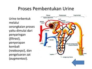 Proses Pembentukan Urine
Urine terbentuk
melalui
serangkaian proses
yaitu dimulai dari
penyaringan
(filtrasi),
penyerapan
kembali
(reabsorpsi), dan
pengeluaran zat
(augmentasi).
 