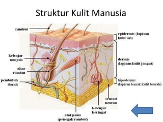Struktur Kulit Manusia
 