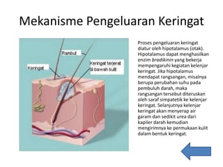Mekanisme Pengeluaran Keringat
Proses pengeluaran keringat
diatur oleh hipotalamus (otak).
Hipotalamus dapat menghasilkan
enzim bradikinin yang bekerja
mempengaruhi kegiatan kelenjar
keringat. Jika hipotalamus
mendapat rangsangan, misalnya
berupa perubahan suhu pada
pembuluh darah, maka
rangsangan tersebut diteruskan
oleh saraf simpatetik ke kelenjar
keringat. Selanjutnya kelenjar
keringat akan menyerap air
garam dan sedikit urea dari
kapiler darah kemudian
mengirimnya ke permukaan kulit
dalam bentuk keringat.
 
