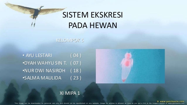 Biologi Sistem Ekskresi Pada Hewan Kelas Xi