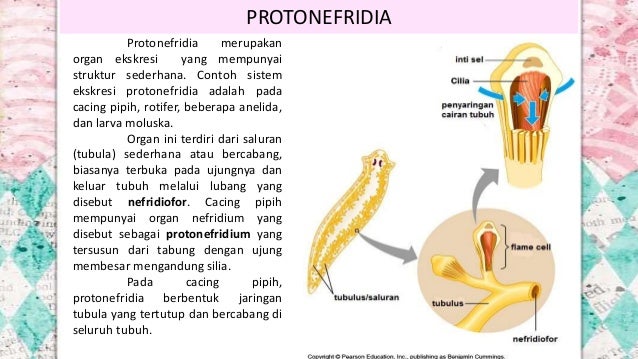 Biologi Sistem Ekskresi Pada Hewan Kelas Xi